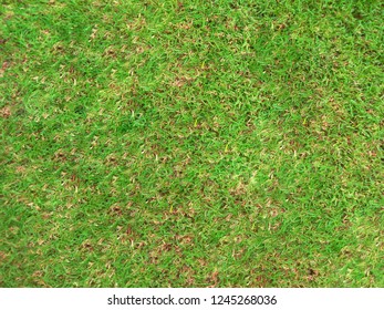 A picture of green grass, taken from arial angle, a shot from upside view. this is taken from a smart phone.