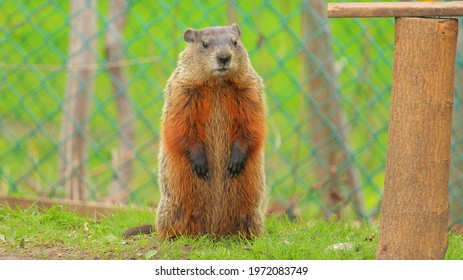 A Picture Of A Groundhog Standing .