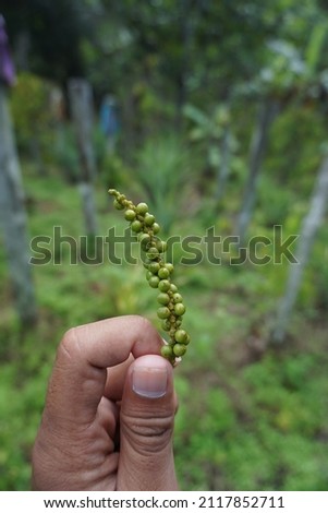 is a picture of a hand holding a piece of pepper, which has just been picked from the tree, the pepper at the beginning of its growth is green