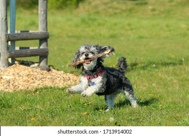 犬 撫でる の写真素材 画像 写真 Shutterstock