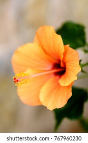 picture of a hibiscus flower