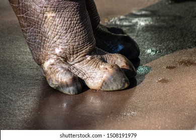 Picture Of A Hippo Foot
