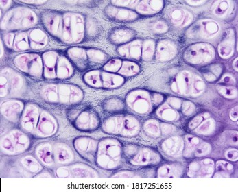 picture of histology of cartilage mammalian trachea tissue with microscope from laboratory