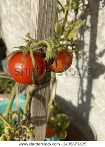 Picture of a home gardening tomato plant