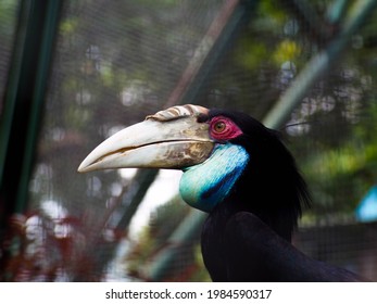 Picture of Hornbill bird or Buceros on a zoo. This bird has a big beak that shaped like a cow horn. In Indonesia, this bird usually called Enggang or Rangkong - Shutterstock ID 1984590317
