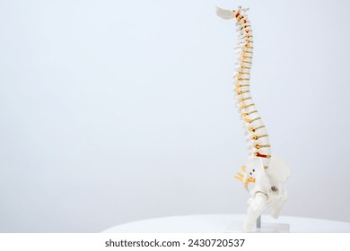 Picture of the human spine and spine or spine model. Isolated on white background. - Powered by Shutterstock