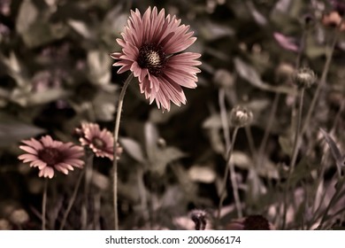 Picture of an Indian blanket flower with sepia effects - Shutterstock ID 2006066174