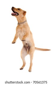 Picture Of A Jumping Labrador Retriever On White Background