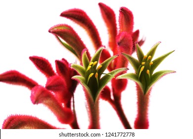 a picture of a kangaroo flower with a unique shape