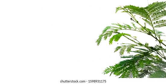 Picture Of The Kathina Tree On A White Background