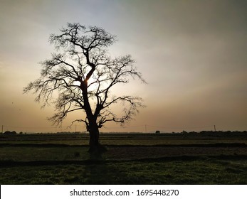 The picture of a leafless tree against the sun before sunset 