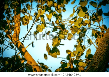 Picture of leaves with a blurry background of sky.