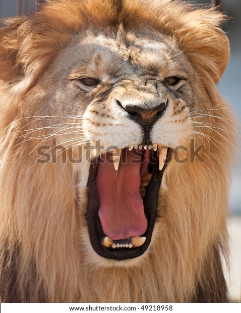 Picture Lion Highres Artistic Background Stock Photo (Edit ...