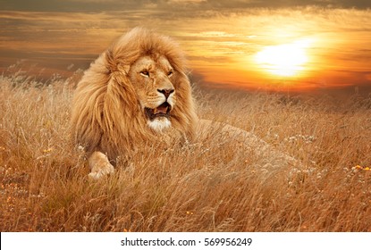 picture of lions in grass - Shutterstock ID 569956249