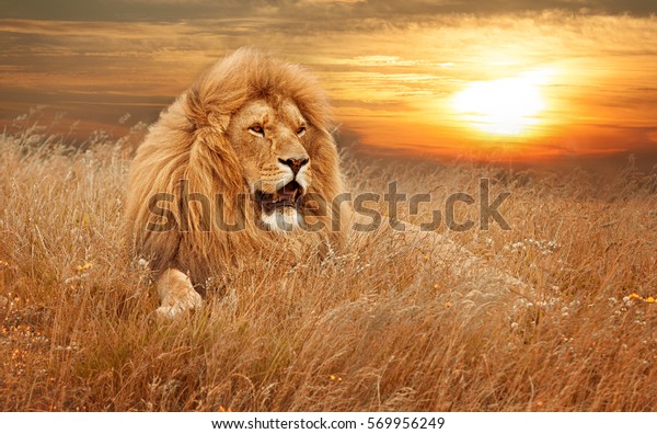 草の中のライオンの絵 の写真素材 今すぐ編集