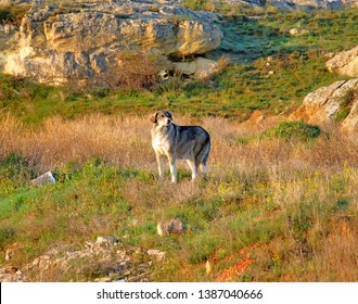 A Picture Of Livestock Guardian Dog At The Field.