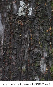 Picture Of A Long Life Tree Located In Chiang Mai