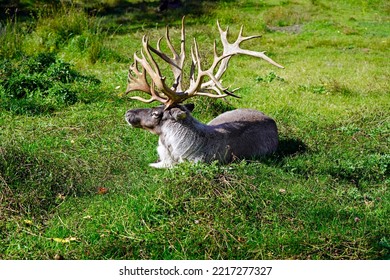 A Picture Of Lying Boreal Woodland Caribou From Canada