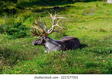 A Picture Of Lying Boreal Woodland Caribou From Canada