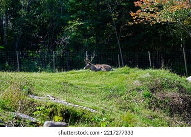 A Picture Of Lying Boreal Woodland Caribou From Canada