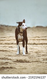 Picture Of A  Majestic Dog On The Beach