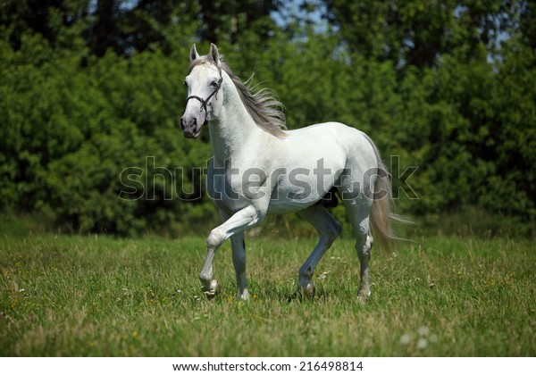 Picture Majestic White Horse Stock Photo (Edit Now) 216498814