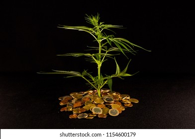 Picture Of Marijuana And Money Cannabis Business Concept