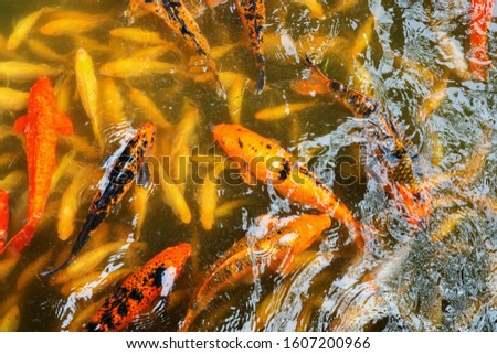 picture of masses of koi in a pond