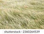 picture of a meadow with tall grass in strong wind, image with motion blur