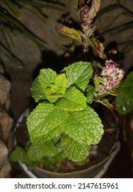 Picture Of A Mint Plant With A Small Black Ant