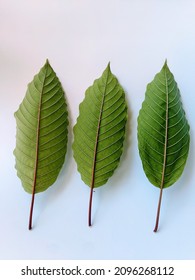 Picture Of Mitragyna Speciona Leaves Used As A Drink In Traditional Asian Medicine