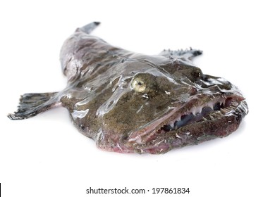 Lotte Poisson High Res Stock Images Shutterstock