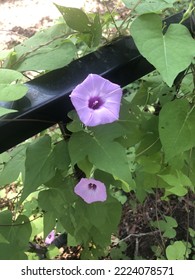 A Picture Of A Morning Glory Vine In Purple