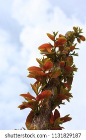 Picture of new shoot of tree are developing on blue sky background