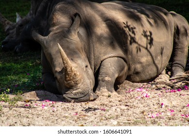 Picture Of A Northern White Rhino