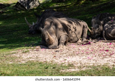 Picture Of A Northern White Rhino