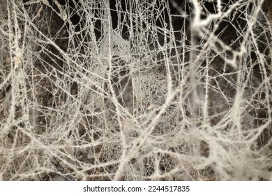 In the picture, numerous rows of cobweb threads are covered with dust.