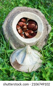 Picture Of Open Brazilian Nut Pod, With Nut Inside