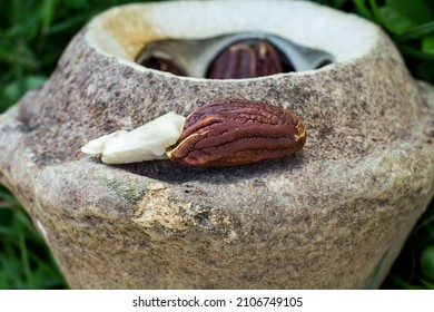 Picture Of Open Brazilian Nut Pod, With Nut Inside