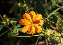 Picture Of Orange Cosmos Sulphureous Flower