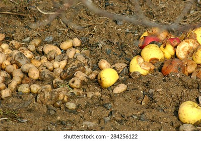 Picture Of A Organic Pollution , Rotten Apples And Potatoes