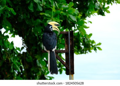 A Picture Of Oriental Pied Hornbill Waiting To Be Feed On The Pole. It Is Medium Size Frugivore With A Head-to-tail Length Of 55–60 cm And A Wingspan Of 23–36 cm.