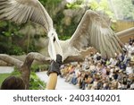 Picture of a Pelican taken at Bird Paradise Singapore