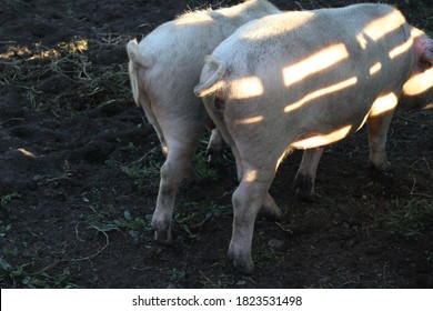 picture of pink pigs walking by pig pen and digging ground with funny curly tails