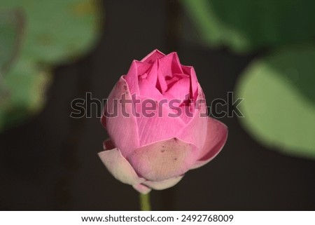 A picture of a pink water lily, also known as Nelumbo nucifera, floating gracefully on a calm pond