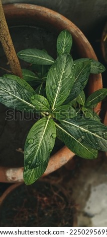 picture of a plant in a rainyday