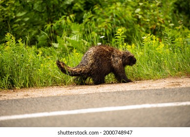A picture of a porcupine walking on the side of the road on the way to the Grands-Jardins National park