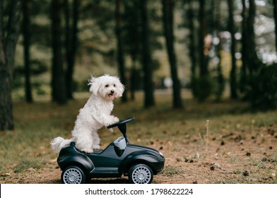 Picture of pretty white dog rides a toy car in the summer forest