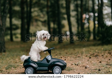 Picture of pretty white dog rides a toy car in the summer forest