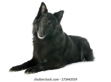 Picture Of A Purebred Belgian Sheepdog Groenendael